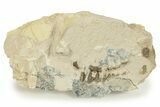 Fossil Oreodont (Merycoidodon) Partial Skull - South Dakota #269940-1